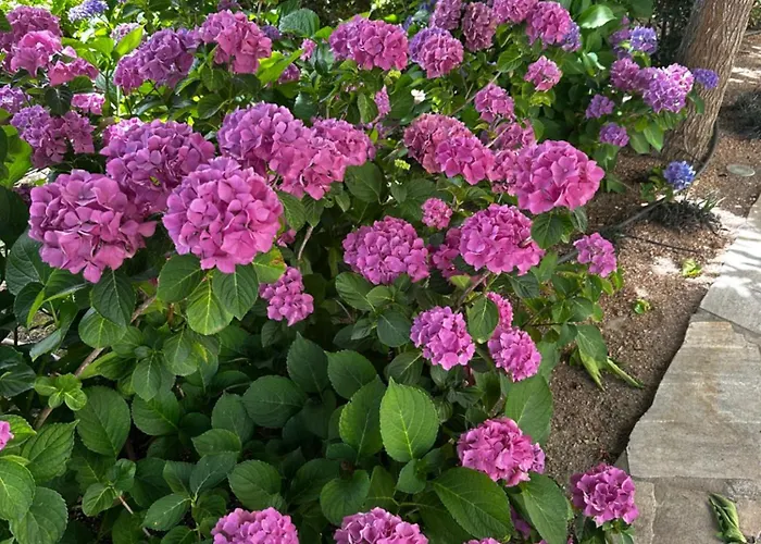Bord De Avec Piscine Privee * Porticcio (Corsica)